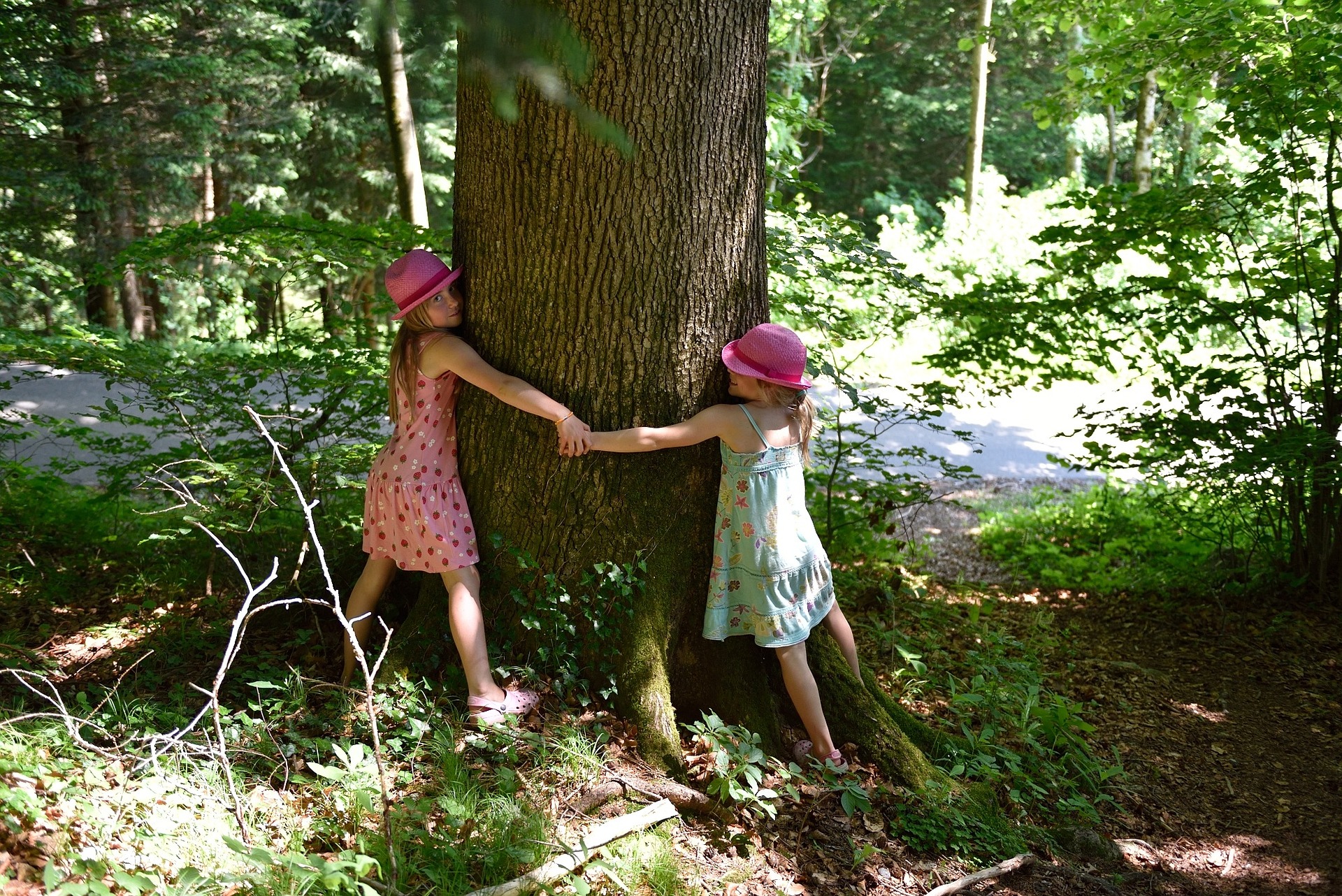 Calin arbre, tree hugging
